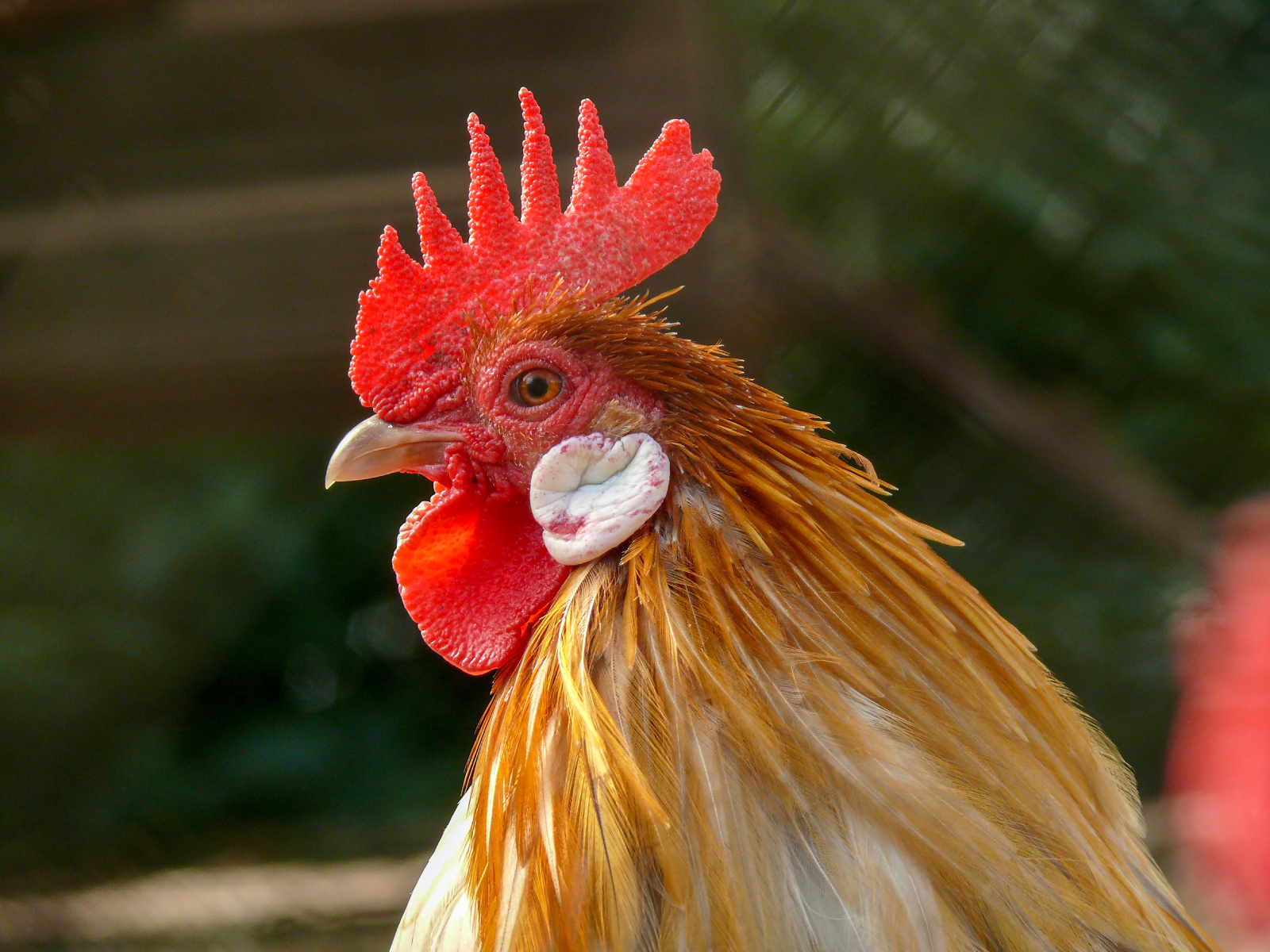 Reading Poultry Facial Tissue and Appendages